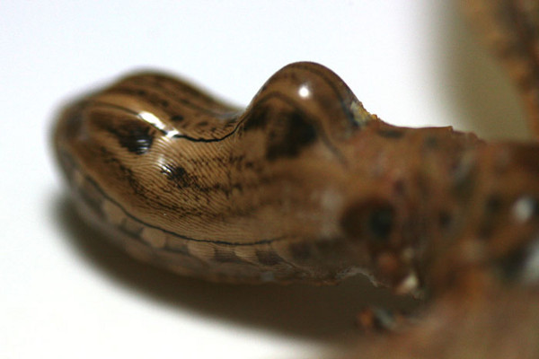 ユカタン・ビワハゴロモ - lithos Graphics web log