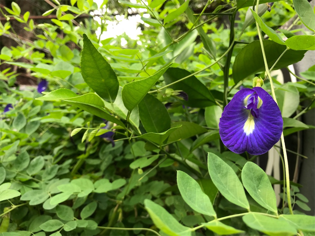 目の疲れと老化防止にアンチャン（タイハーブ：チョウマメ／バタフライ