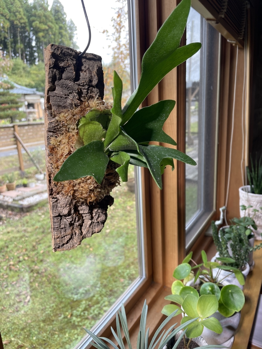 ビカクシダのコルク付 - ウキウキ日和