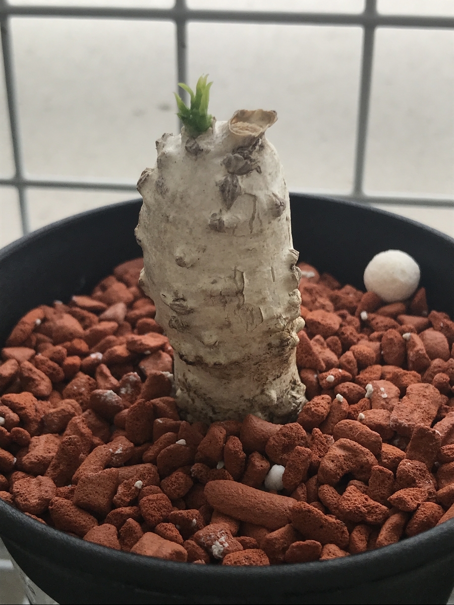 アデニア ペナンギアナ／Adenia penangiana - たまねぎとじゃがいも