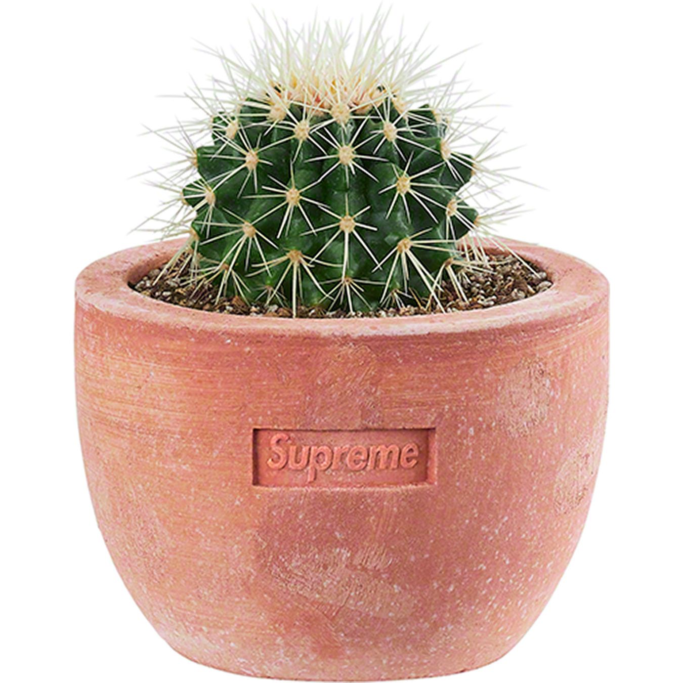 SS22 Supreme Poggi Ugo Small Planter - シュプリーム 鉢 (Supreme