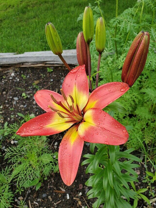 Forever Susan Asiatic Lily | Shop Lilies | Spring Hill