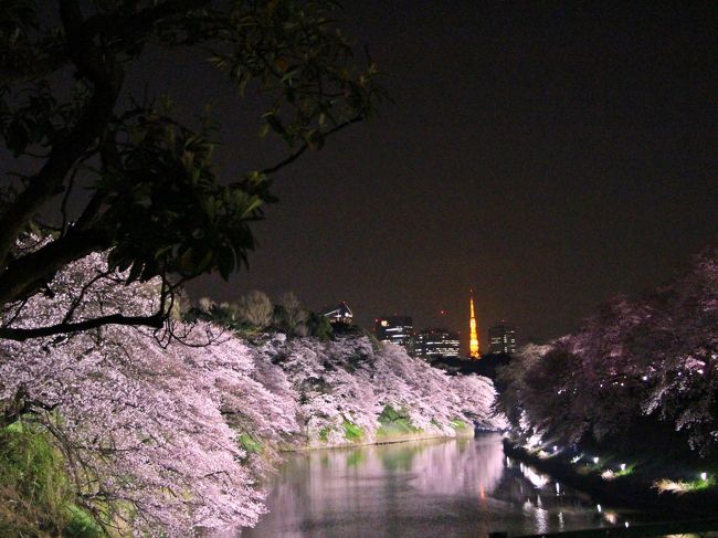 夢か・現か・水面に映る桜源郷／千鳥ヶ淵の夜桜【オトナの夜遊び