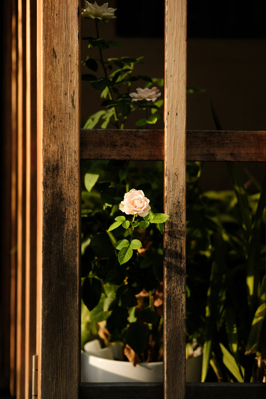 色に恋して。デジタル写真をフィルム風に「FUJIFILM フィルム