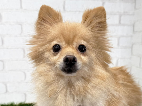 麦ちゃん | ポメラニアンの保護犬 | anifare(アニフェア)｜保護犬に