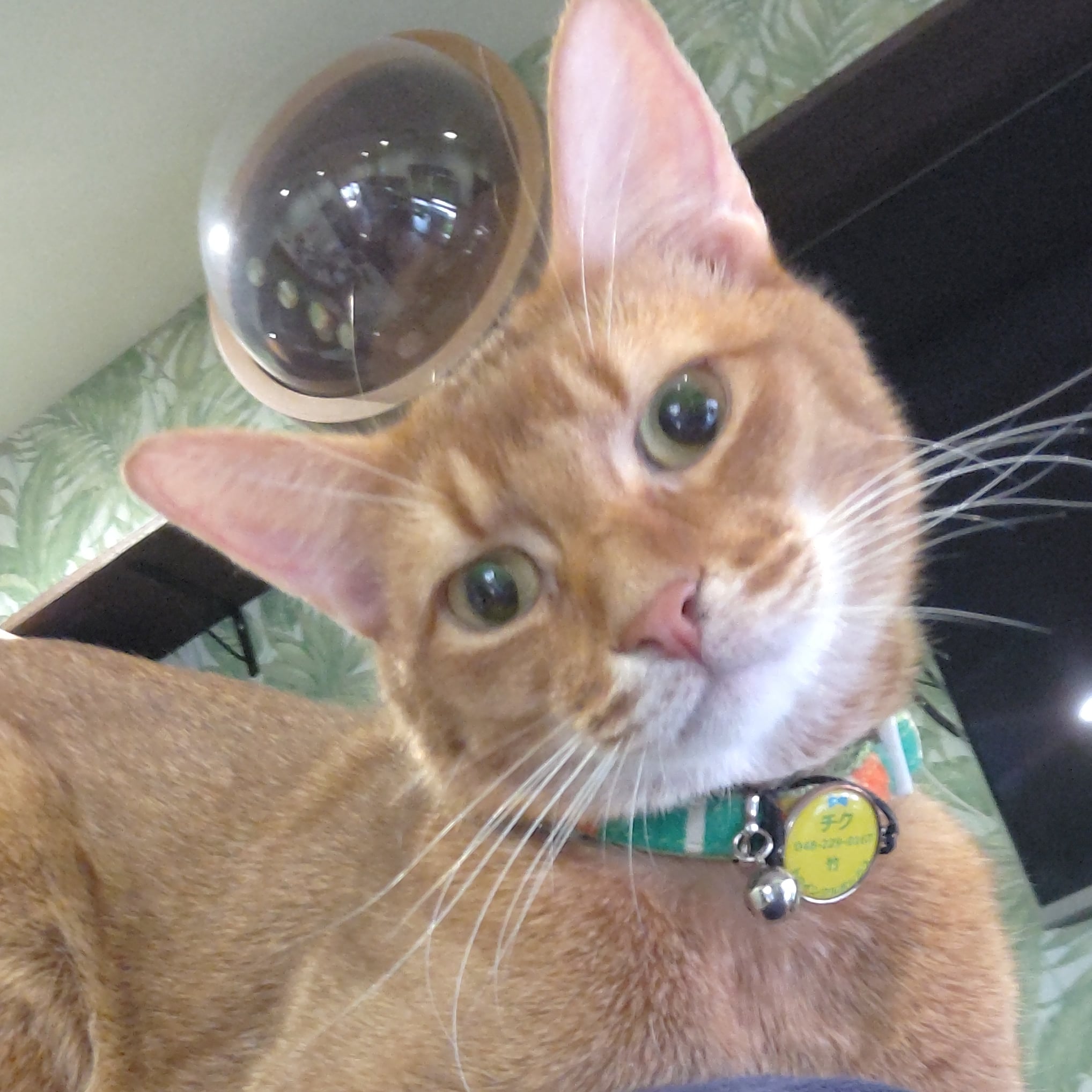 猫カフェ にゃん茶 戸田市