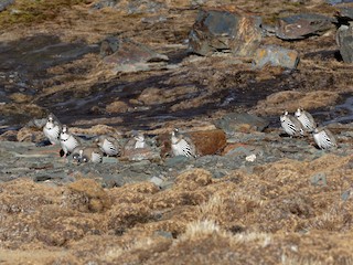 tibetan snowcock - eBird