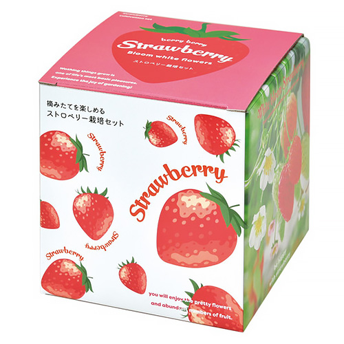 聖新陶芸 摘みたていちご栽培セット GD1000｜【ハンズネットストア】