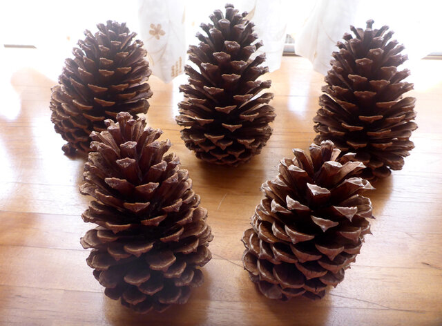 ダイオウマツ 松ぼっくり（大）5個 | iichi 日々の暮らしを心地よく