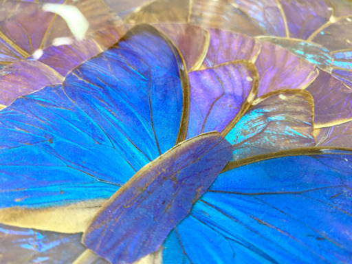 モルフォ蝶の羽で描かれた絵画、標本 (リサイクル倶楽部) 重富の