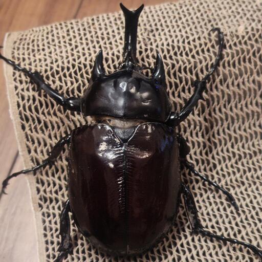 標本】ヴァズデメロゾウカブト ボリビア産 100.1ミリ 飼育品WF2 標本