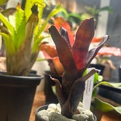 タンクブロメリアの中古が安い！激安で譲ります・無料であげます