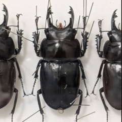 ヤエヤママルバネの中古が安い！激安で譲ります・無料であげます