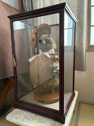 たぬきの剥製 (まめ) 札幌のインテリア雑貨/小物《置物、オブジェ》の