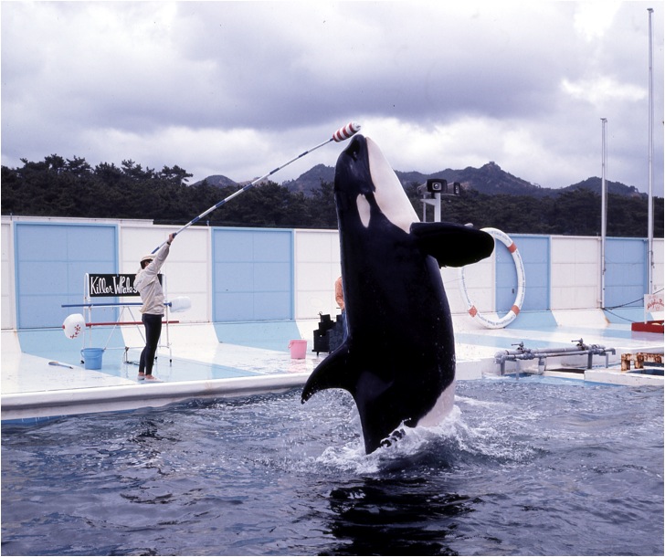 開業50年、これからの鴨川シーワールド | JAPAN Forward