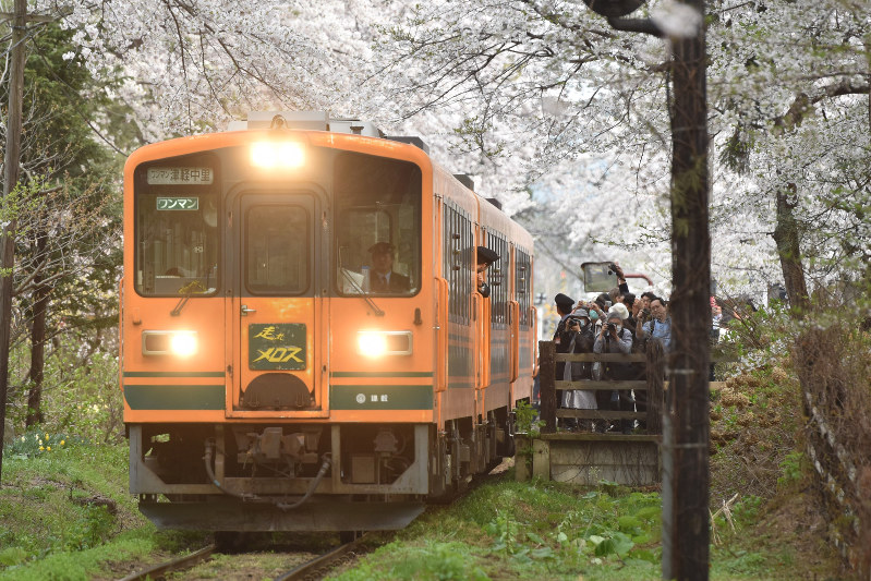 青森・芦野公園駅：桜のトンネルを抜け「メロス号」走る [写真特集2/3
