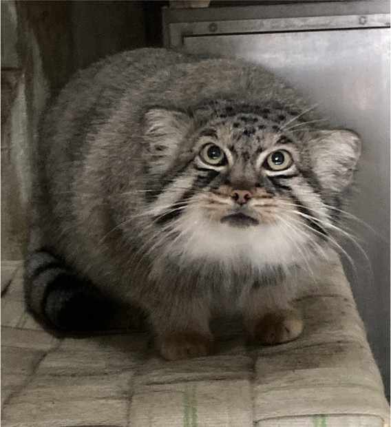 短い脚でかくかく歩く…マヌルネコの赤ちゃん23年ぶり誕生 名古屋