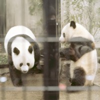 東京・上野動物園の歴代パンダたち カンカン、ランランから双子の