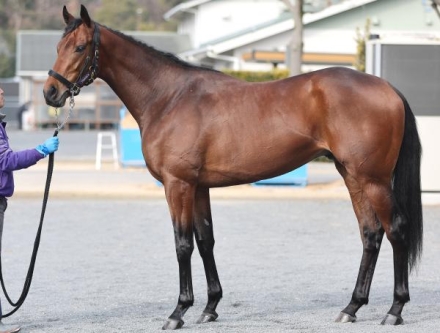 絆✨ジャスティンミラノ✨絆【デビューからクラシック軌跡】 絆