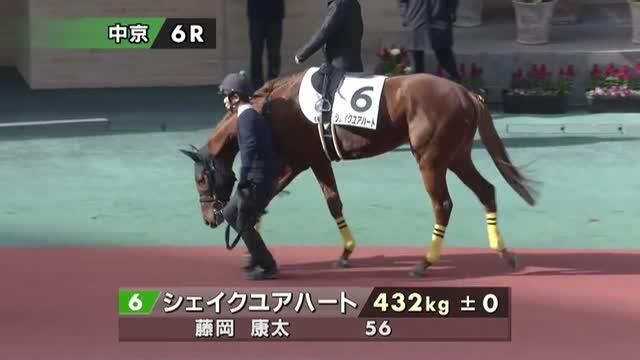 シェイクユアハート (Shake Your Heart) | 競走馬データ - netkeiba
