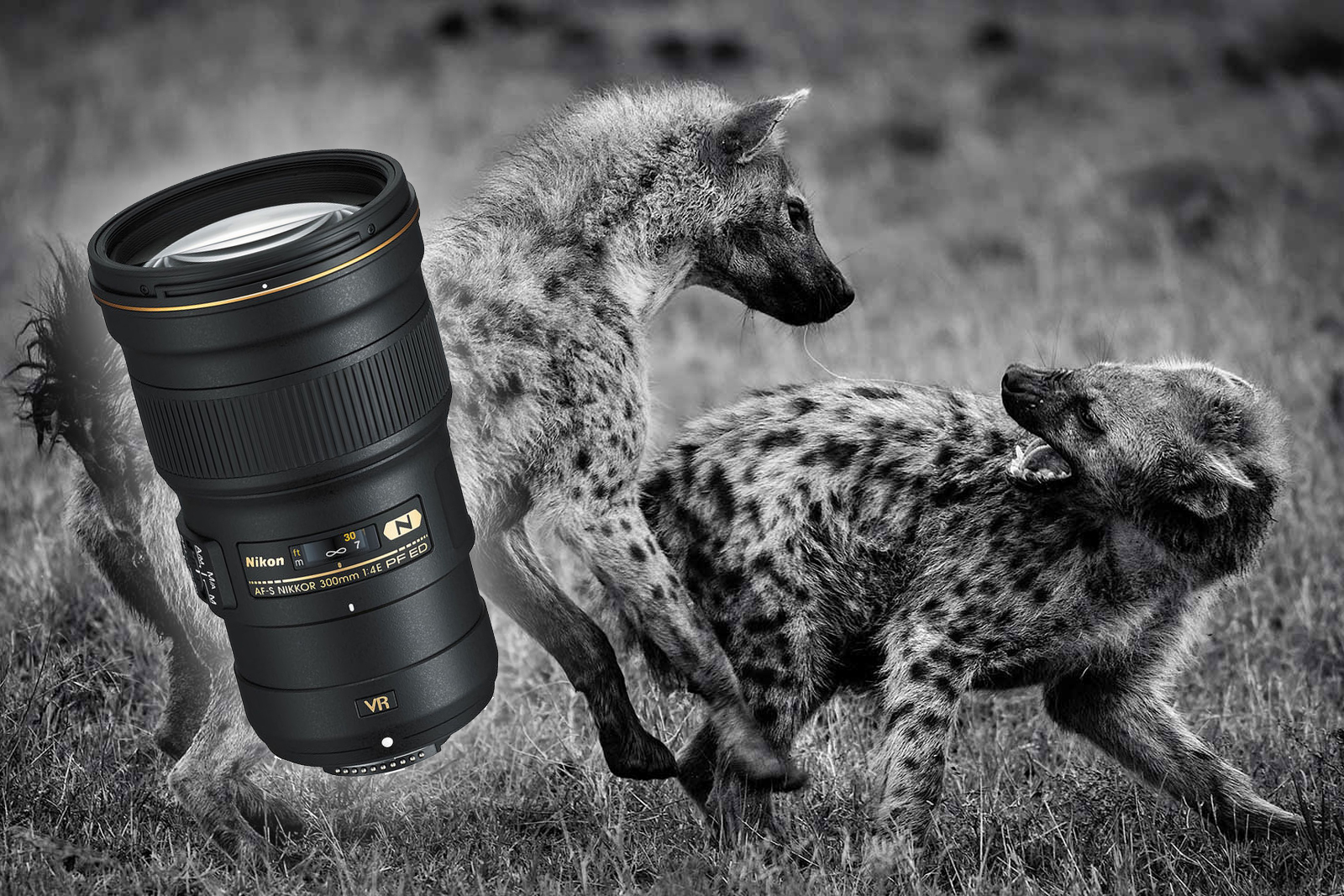 Nikon 300mm f/4 PF ED - Wildlife Photography Review - Nature TTL