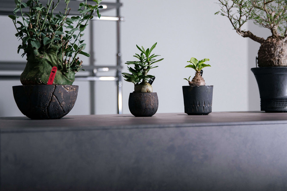 spicy gem feat. 鶴仙園 POP UP STORE at FIGURE HANARE | FIGURE