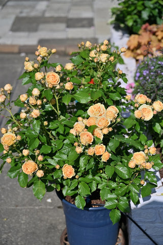 鉢植えのラ・ドルチェ・ヴィータの冬剪定 – はなはなショップ