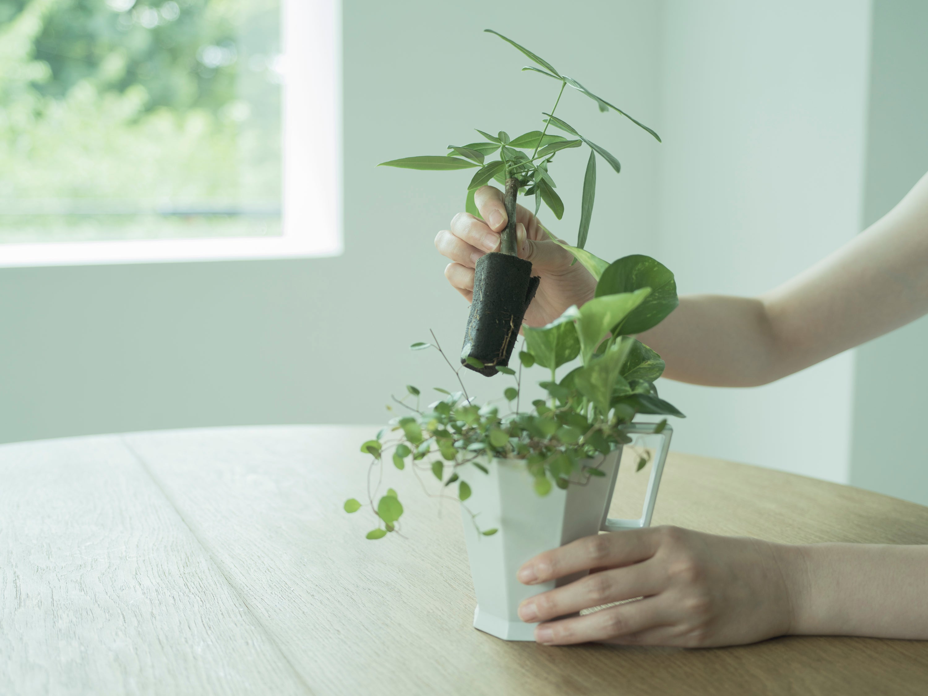 Secret Set（お得な観葉植物3種セット）｜土を使わない観葉植物 – &Green