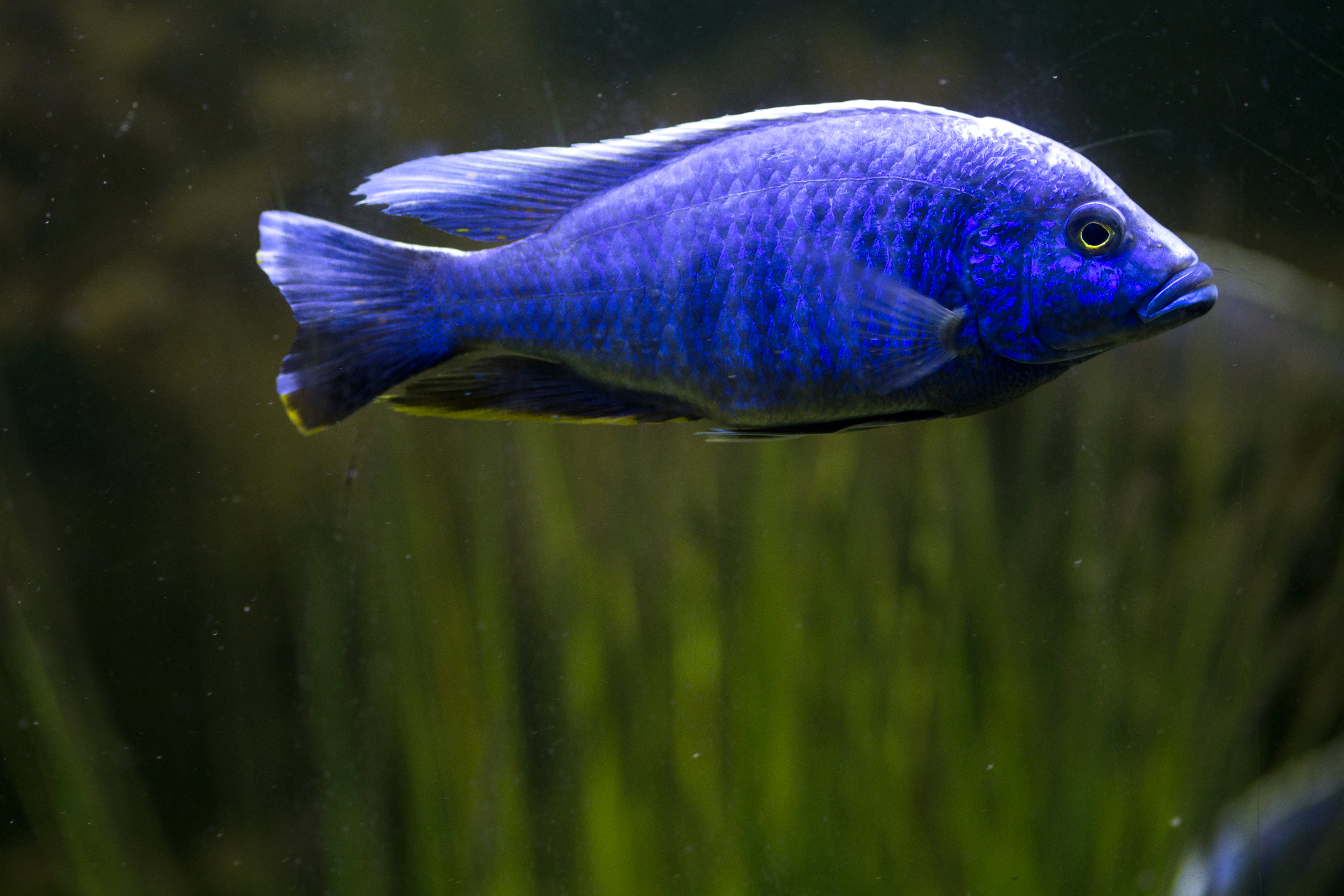 Lake Malawi Cichlids: A Beginner's Guide to Africa's Most Colorful