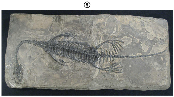 Vol.22 ケイチョウサウルス