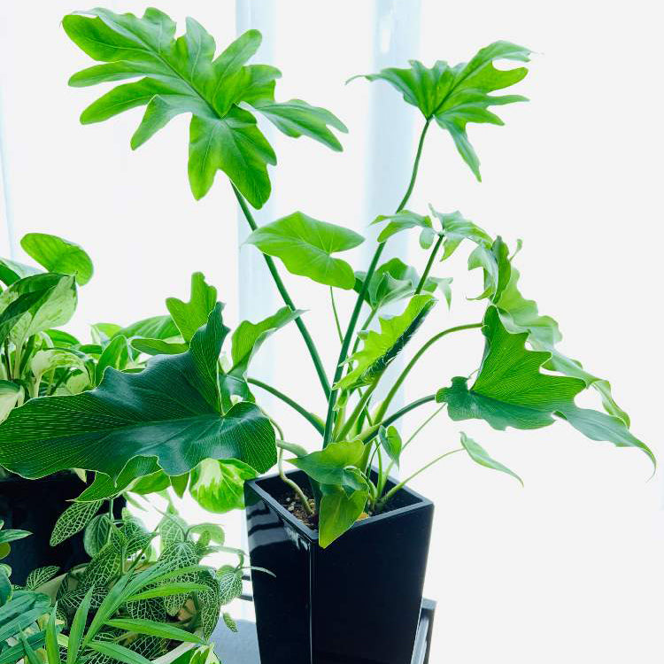 フィロデンドロン・セローム 5号 おしゃれな観葉植物 ギフトにも