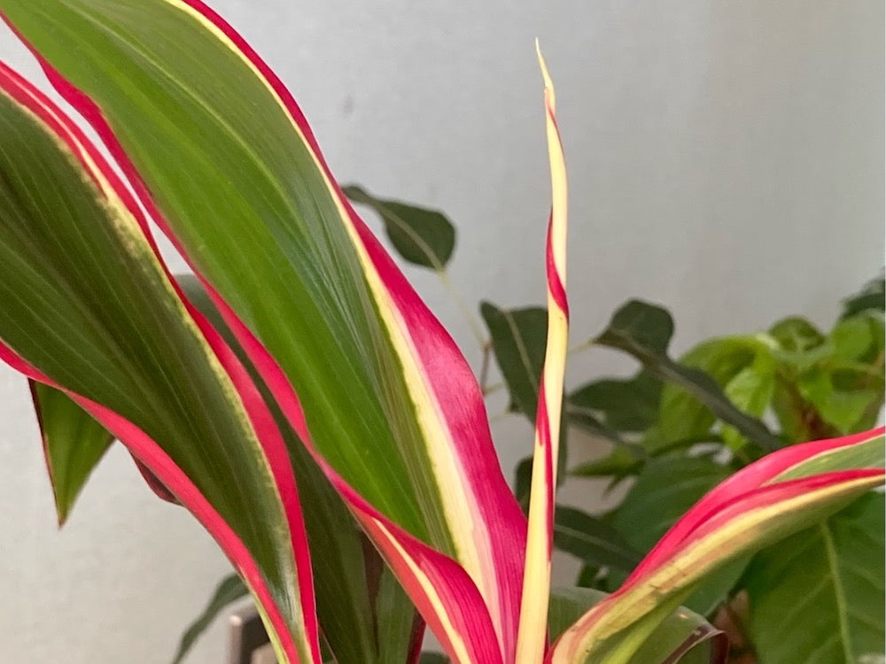 ドラセナの種類図鑑｜細い葉や赤い葉をもつ品種の名前は？