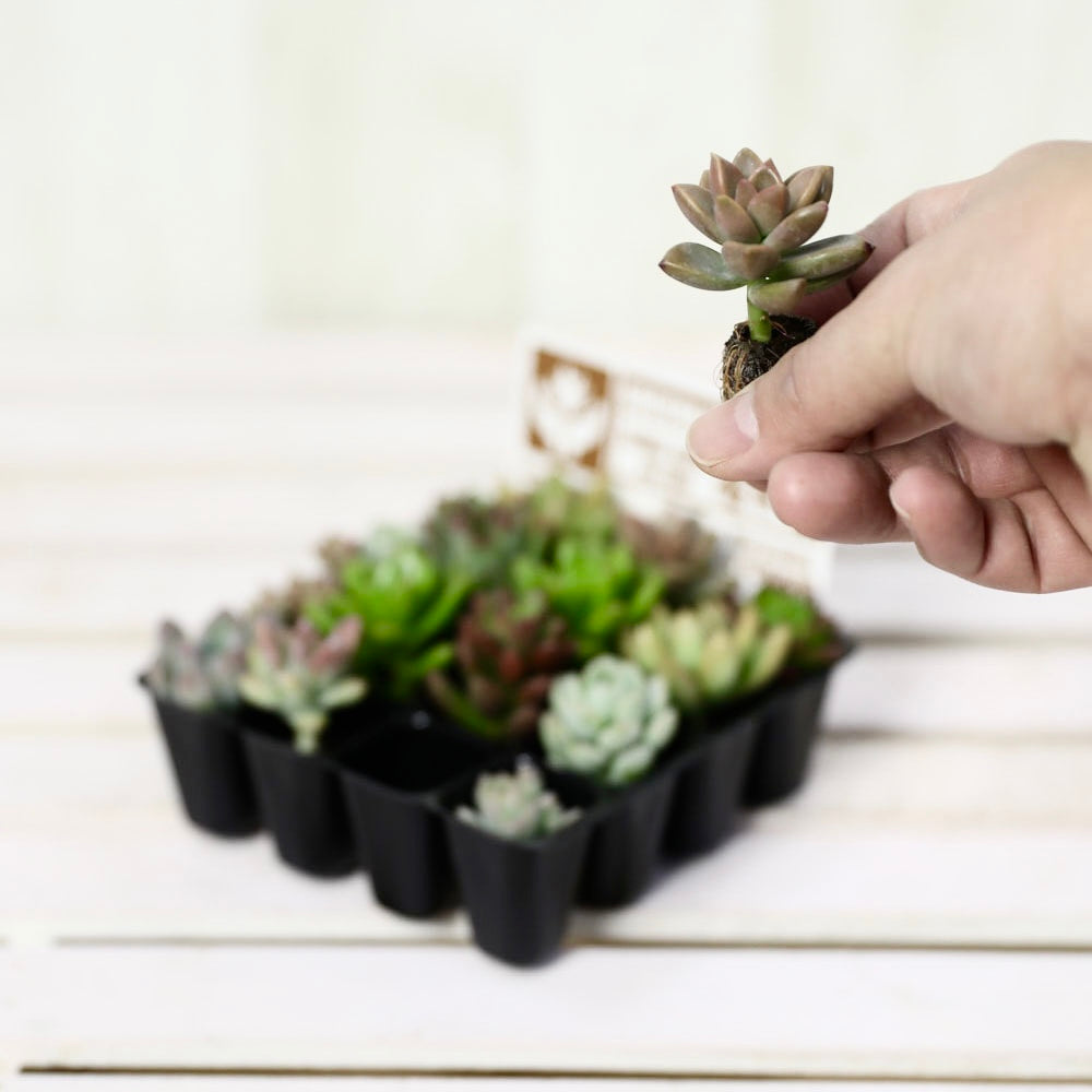 多肉植物 1号 ケース売り プラグ苗 16個入りセット（4×4）の通販