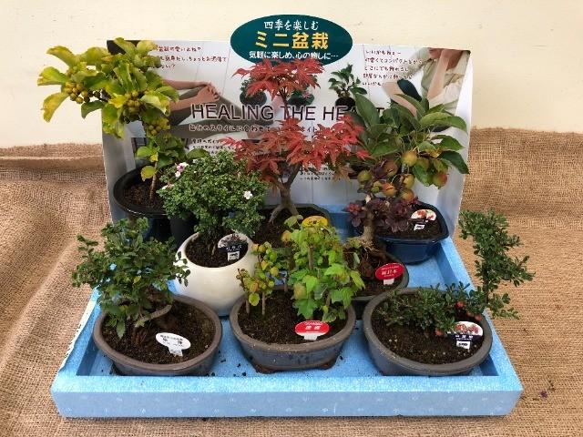 予約商品：7/29発送】ミニ盆栽 5号 1鉢の通販 | GreenSnap STORE