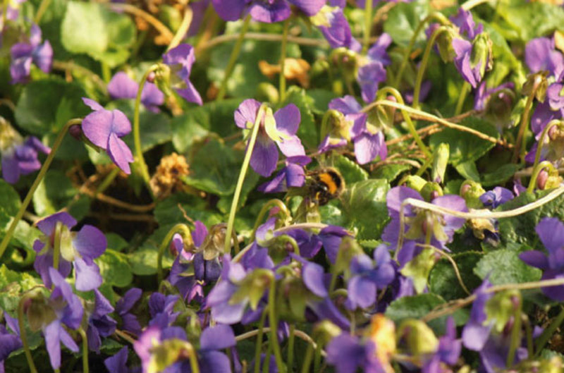 No.19 すみれ — LISETTE