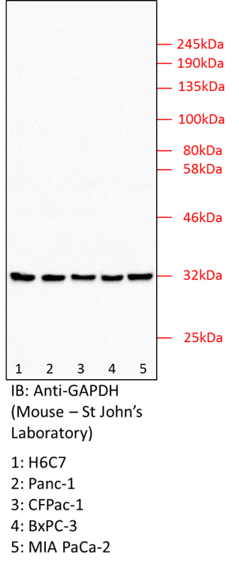 Anti-GAPDH (Mouse Monoclonal) for WB, IF & IHC | Human, Rat, Mouse