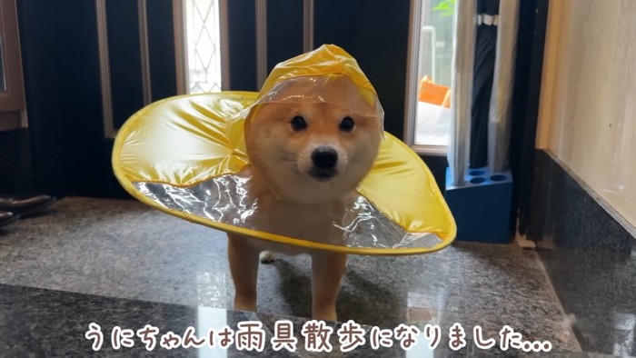 自分だけ『カッパ』着せられた柴犬さん…130万再生を記録「めっちゃ不満