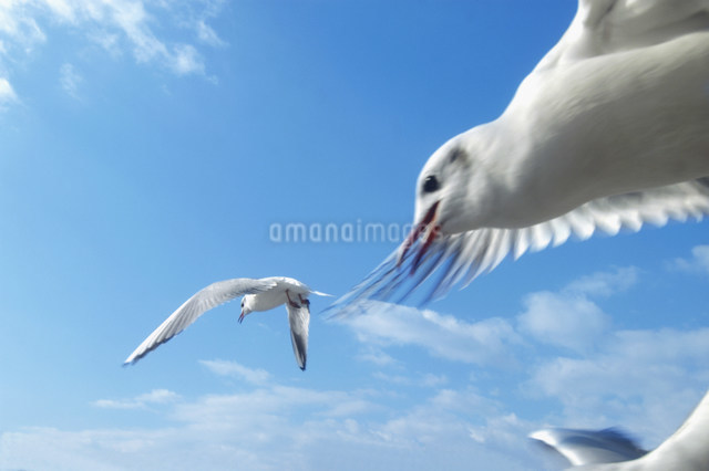 空を飛ぶ鳥の写真素材 [FYI03948867] | ストックフォトの Qlean Market