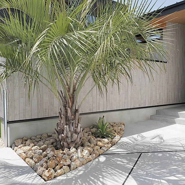 ココスヤシ ドライガーデンのインテリア実例 ｜ RoomClip（ルーム