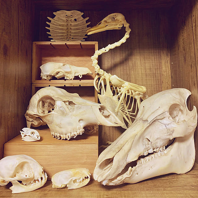アンティーク 骨格標本のおしゃれなアレンジ・飾り方のインテリア実例
