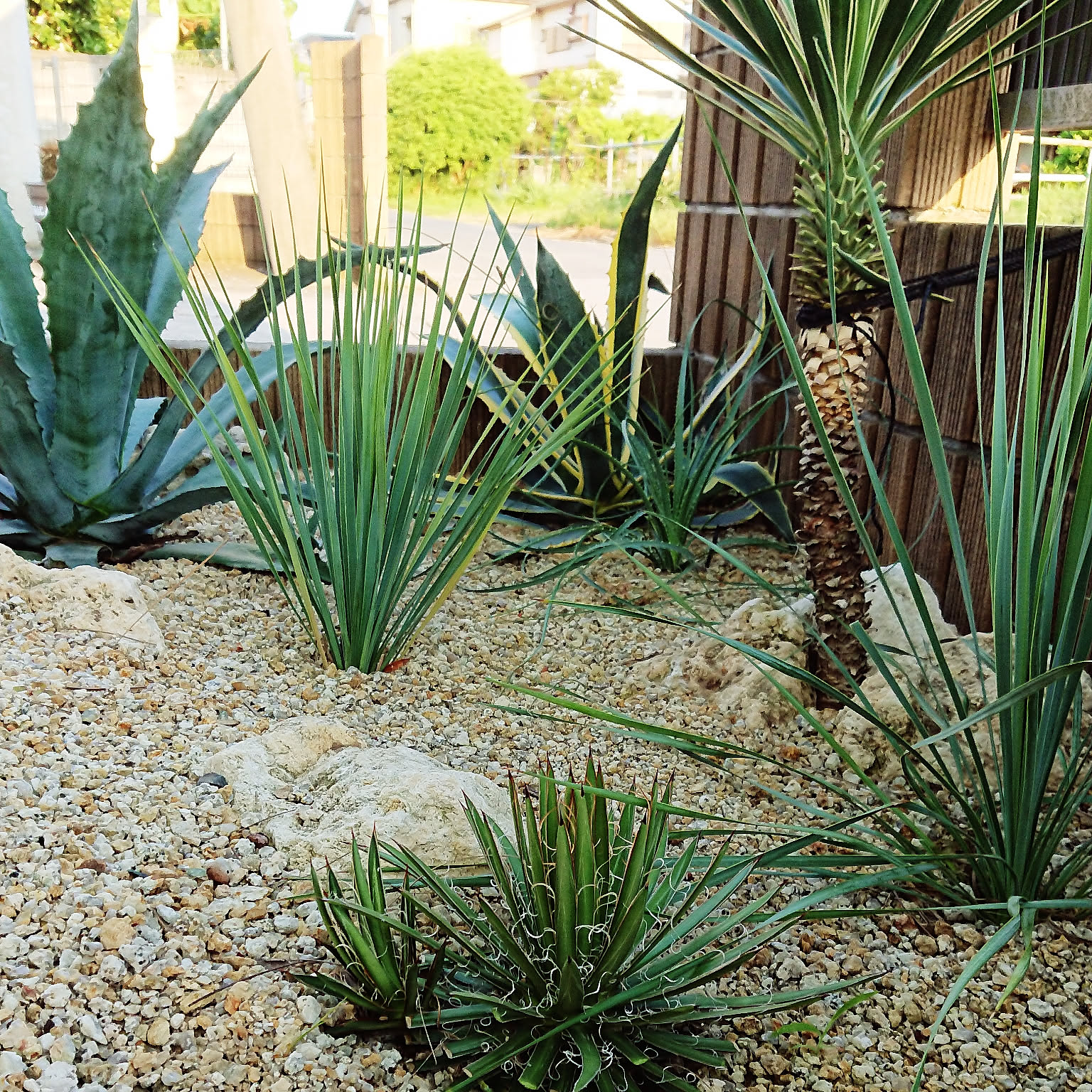 ドライガーデン ユッカアロイフォリアのインテリア実例 ｜ RoomClip