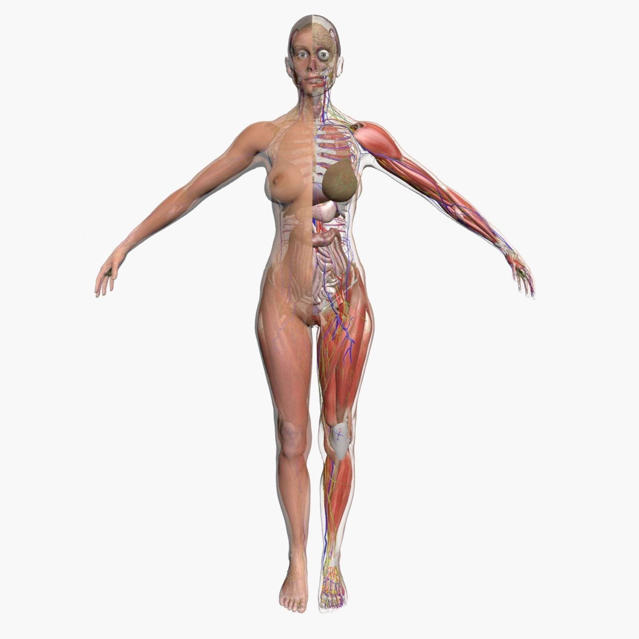 Ultimate Complete Female Anatomy Combo - 3D Model by dcbittorf