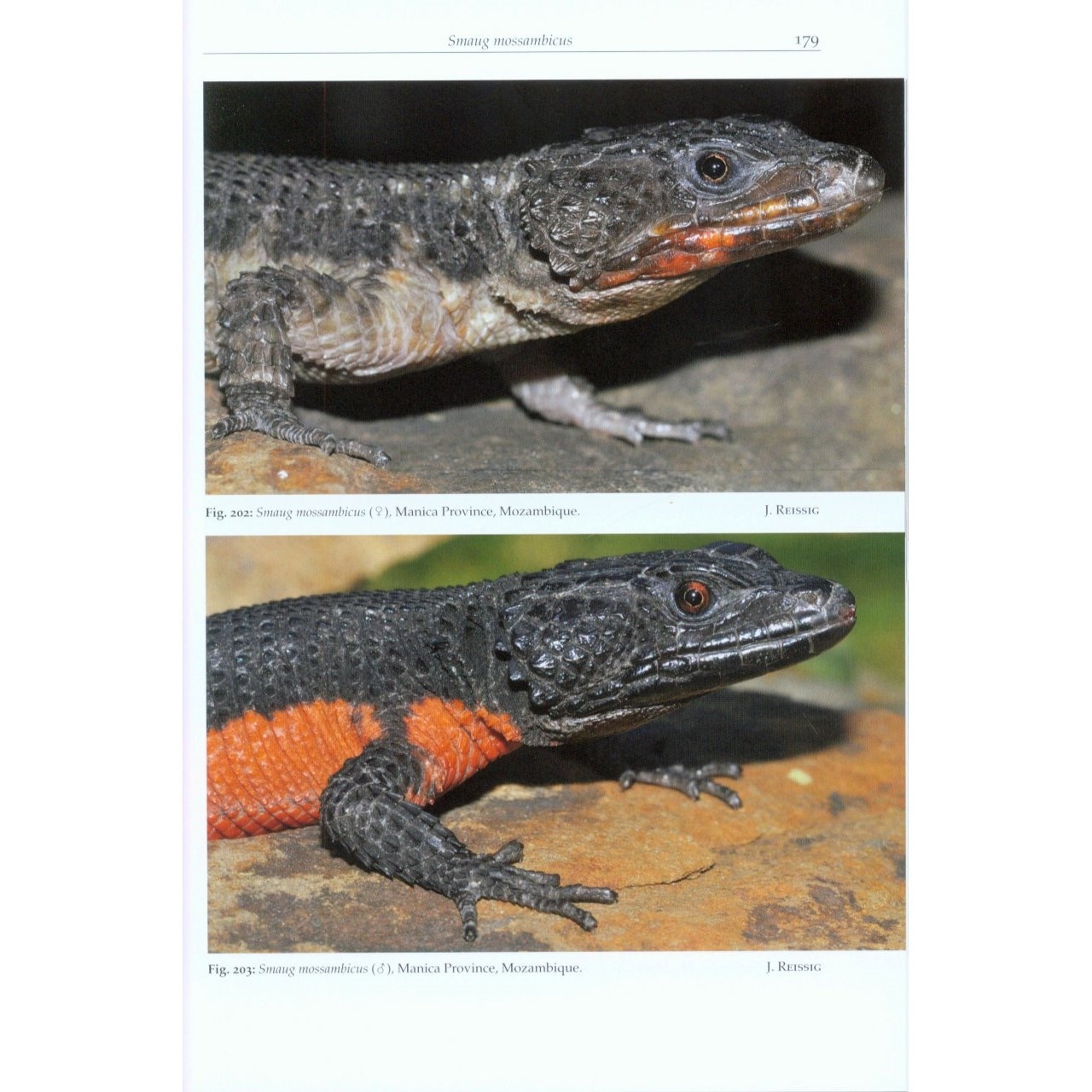 Girdled Lizards and their Relatives - Veldshop