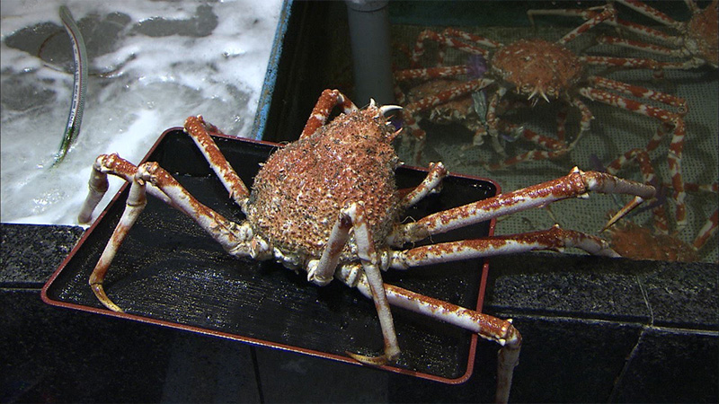 静岡県・沼津市】生中継！地元の自慢を発掘リポート 2025年11月15日