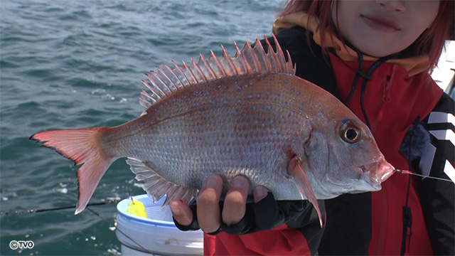 魚釣り 2025最終釣行は大漁、大団円！！ | 剣崎沖でコマセ真鯛釣り