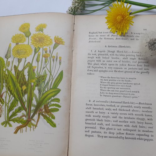 台湾 1873年 アンティー ク印刷の植物図鑑 ヴィクトリア朝の挿絵は