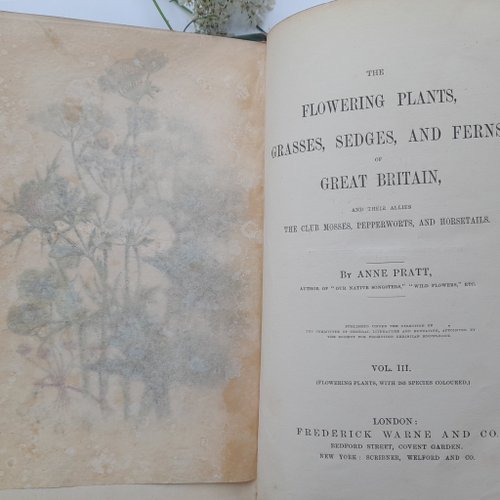 台湾 1873年 アンティー ク印刷の植物図鑑 ヴィクトリア朝の挿絵は