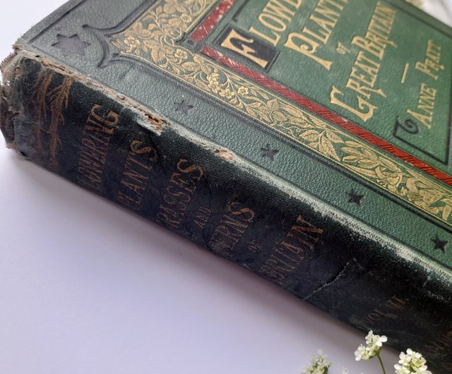 台湾 1873年 アンティー ク印刷の植物図鑑 ヴィクトリア朝の挿絵は