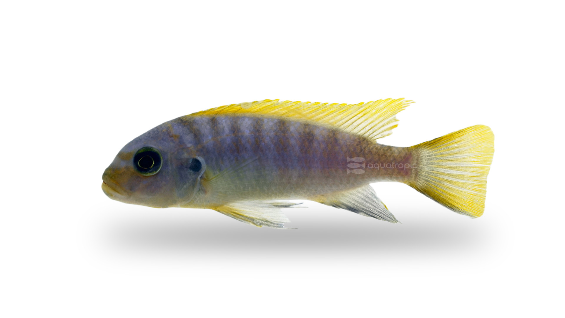 The Malawi Cichlid You Never Knew - Quality Marine