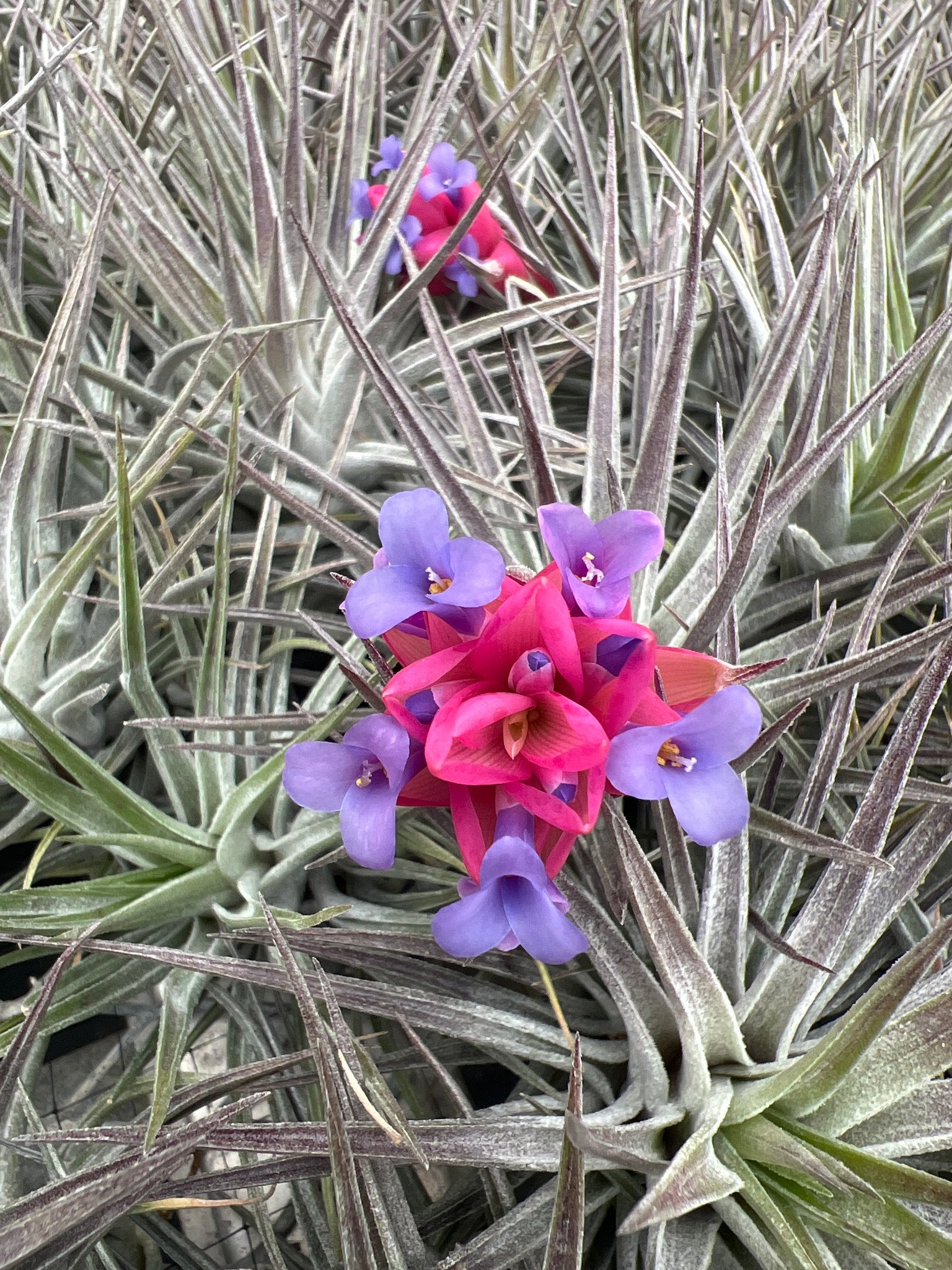 Tillandsia Purple Frost (T. neglecta x meridionalis) - Bird Rock